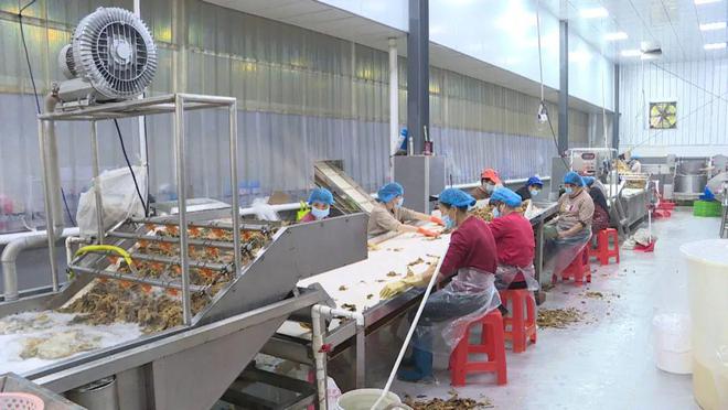 味道 科技赋能梅菜产业焕生机pg模拟器谭喜农业：传承本土(图3)