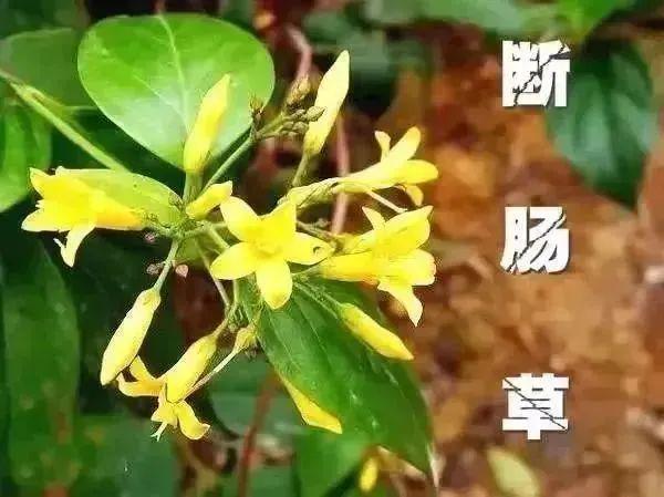 成“夺命汤”！紧急提醒→pg电子入口美味鸡汤竟
