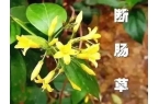成“夺命汤”！紧急提醒→pg电子入口美味